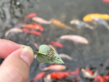 大沥有害生物防控所6个防治方法有效消灭臭虫危害